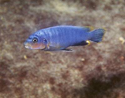 Pseudotropheus perspicax 'Chirwa Island'